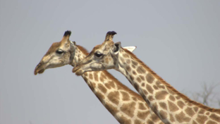 machaba-botswana-okavango-delta-gomoti-plains-camp-giraffes-sightings-august-2017.jpg