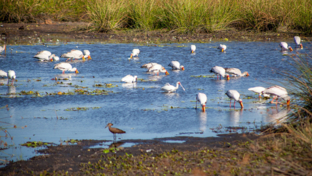 Botswana Okavango Delta Gomoti Camp Sightings May 2021 Wader Birds Botswana Okavango Delta Gomoti Camp Sightings May 2021 Wader Birds