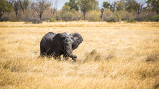 Machaba Monachira Camp Wildlife Sightings June 2025 Elephant In Tall Grass