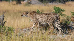 Machaba Kiri Camp Wildlife Sightings February 2026 Cheetah On The Prowl