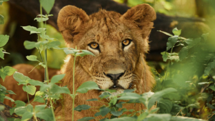 Machaba Kiri Camp Wildlife Sightings May 2026 Lion In The Bush