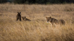 botswana-okavango-delta-machaba-camp-lion-sightings.jpeg