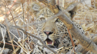 Zimbabwe Mana Pools Ingwe Pan Leopard