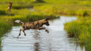 Botswana   Okavango Delta   Machaba Camp   Wildlife Stories   Feb 2022    Wild Dog   Banner Botswana   Okavango Delta   Machaba Camp   Wildlife Stories   Feb 2022    Wild Dog   Banner