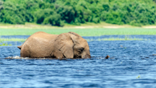 Botswana Ngoma Safari Lodge Elephant Swimming Botswana Ngoma Safari Lodge Elephant Swimming