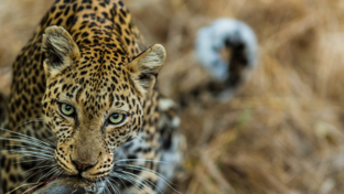 Machaba  Safaris Machaba Camp Leopard