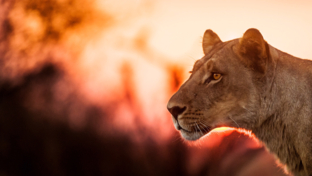 Kiri Camp Wildlife Sightings Sept 2024 Lioness Kiri Camp Wildlife Sightings Sept 2024 Lioness