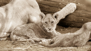 botswana-okavango-delta-machaba-camp-sightings-lion-cub-august-2017.jpg