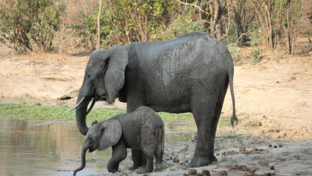 Machaba Safaris Zimbabwe Mana Pools Ingwe Pan Stories Oct 2023 Matriarch Calf Machaba Safaris Zimbabwe Mana Pools Ingwe Pan Stories Oct 2023 Matriarch Calf