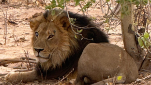 Machaba Gomoti Verneys Camp  November Sightings Lion Under Tree Machaba Gomoti Verneys Camp  November Sightings Lion Under Tree