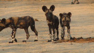 Machaba Verneys Camp Wildlife Sightings August 2025 Painted Wild Dogs Machaba Verneys Camp Wildlife Sightings August 2025 Painted Wild Dogs