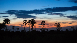 Botswana   Okavango Delta   Machaba Camp   November Sightings   Sunset 1 Botswana   Okavango Delta   Machaba Camp   November Sightings   Sunset 1