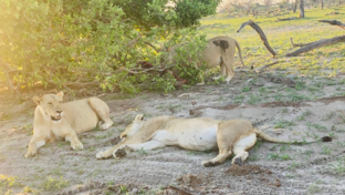 Machaba Safaris Machaba Camp  November Sightings Lion Pride Machaba Safaris Machaba Camp  November Sightings Lion Pride