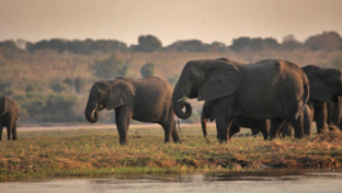 botswana-chobe-ngoma-safari-lodge-sightings-elephants-2019-october.png