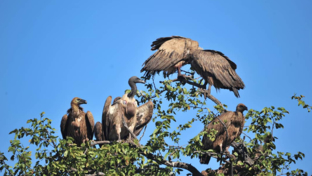 Zimbabwe Hwange Deteema Springs Sightings June 2021 Vultures Cover Zimbabwe Hwange Deteema Springs Sightings June 2021 Vultures Cover