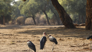 Willdife Sightings Mana River Camp Zimbabwe September 2024 Marabou Storks