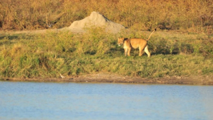 Machaba Deteema Springs Camp Wildlife Sightings December 2025 Lioness By Riverside