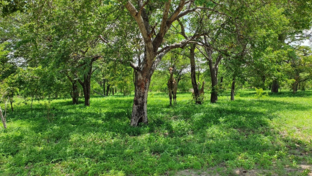 machaba-safaris-botswana-chobe-ngoma-lodge-sightings-dec-2019-gallery-giraffes.jpg