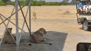 Machaba Verneys Camp Wildlife Sightings October 2025 Lionesses On Safari