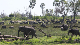 Machaba Gomoti Plains Camp Wildlife Sightings December 2025 Massive Herd Of Elephants