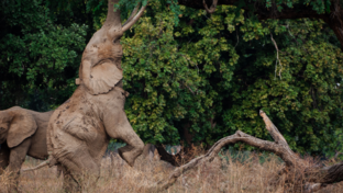 Machaba Mana River Camp Wildlife Sightings July 2026 Elephants Reaching For Food