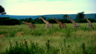 machaba-deteema-springs-wildlife-sightings-april-banner.jpg