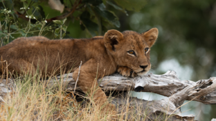 Machaba Kiri Camp Wildlife Sightings March 2026 Lion Cub On A Branch