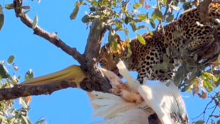 Machaba Machaba Camp Wildlife Sightings June 2026 Machaba Leopard In A Tree Feeed