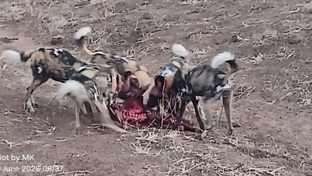 Machaba Ngoma Safari Lodge Wildlife Sightings June 2026 African Wild Dogs Feeding Frenzy