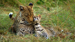 machaba-botswana-okavango delta-machaba-camp-leopard-and-cub-sightings-january-2018.jpg
