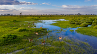 Machaba Web Blog Helicopter Experience Impala Floodplain 09