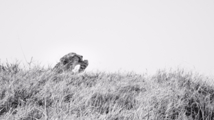 Machaba Safaris Kiri Camp Cheetah Machaba Safaris Kiri Camp Cheetah