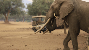 Machaba Mana Pools October Sightings 4x4 Elephant Machaba Mana Pools October Sightings 4x4 Elephant