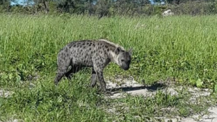 Machaba Verneys Wildlife Sightings January 2025 Hyena Machaba Verneys Wildlife Sightings January 2025 Hyena