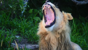 Machaba Gomoti Wildlife Sightings January 2025 Lion Roar