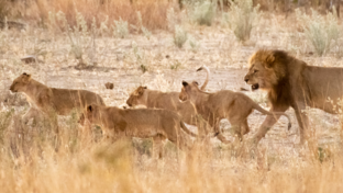 Machaba Deteema Springs Camp Wildlife Sightings June 2026 Pride Of Lions