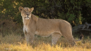 machaba-camp-botswana-okavango-delta-little-machaba-camp-lion-sightings-october-2017 (6).jpg