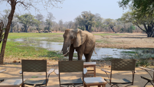 Machab Safaris Zimbabwe Ingwe Pan Camp Elephant Visitor