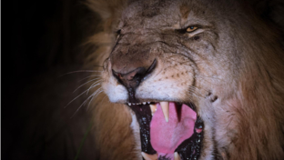 machaba-camp-botswana-okavango-delta-little-machaba-camp-lion-2-sightings-october-2018 (3).jpg