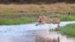 machaba-camp-botswana-okavango-delta-little-machaba-camp-river-lion-sightings-december-2018 (1).jpg