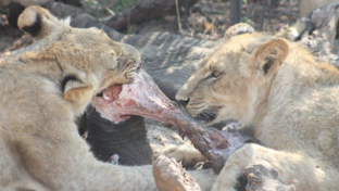 Two lioness feeding on a sub adult elephant Two lioness feeding on a sub adult elephant