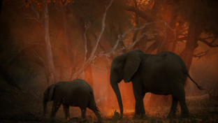 Mana River Camp Blog Elephants Mana River Camp Blog Elephants