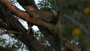 machaba-botswana-okavango-delta-machaba-leopard-sightings-march-2017 (9).jpg