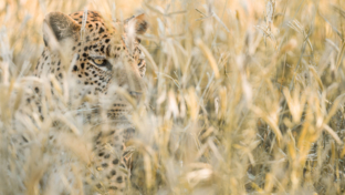 Botswana Okavango Delta Machaba Camp Sightings May 2021 Leopard Thumbnail Image Botswana Okavango Delta Machaba Camp Sightings May 2021 Leopard Thumbnail Image