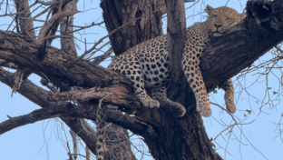 Machaba Kiri Camp  November Sightings Leopard Sleeping In A Tree Machaba Kiri Camp  November Sightings Leopard Sleeping In A Tree