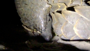 machaba-camp-botswana-okavango-delta-little-machaba-camp-pangolin-1-sightings-june-2019.jpg