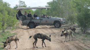 Machaba Verneys Camp Willdife Sightings December 2024 Wild Dogs Game Drive Machaba Verneys Camp Willdife Sightings December 2024 Wild Dogs Game Drive