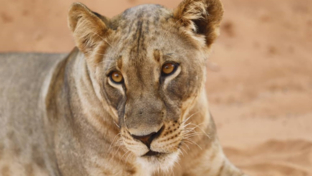Machaba Mana River Camp Wildlife Sightings July 2025 Lioness In Zimbabwe Machaba Mana River Camp Wildlife Sightings July 2025 Lioness In Zimbabwe