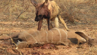 Machaba Verneys Camp Wildlife Sightings September 2025 Wild Dog Feeding Machaba Verneys Camp Wildlife Sightings September 2025 Wild Dog Feeding