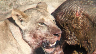 Machaba Monachira Camp Wildlife Sightings August 2026 Lioness Feeding